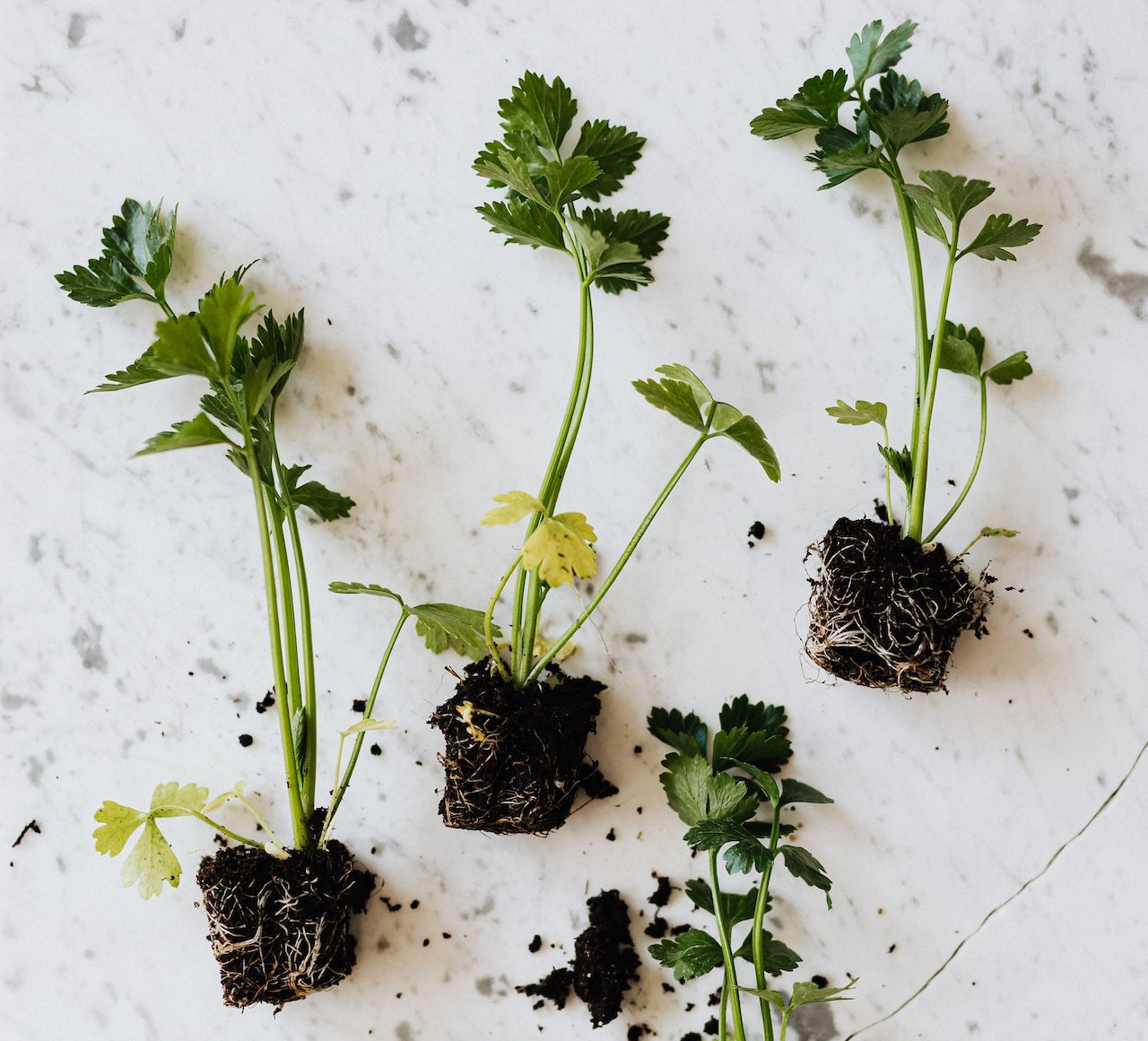 Brotes vegetales en pequeños montículos de tierra